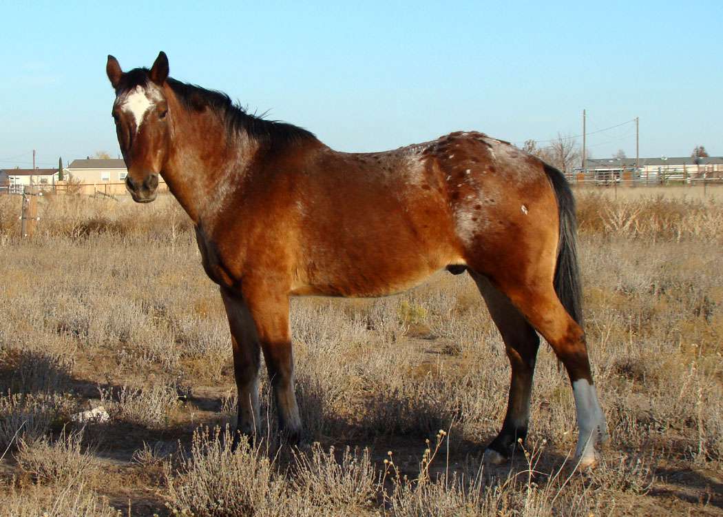 Quarter horse和Appaloosa交叉