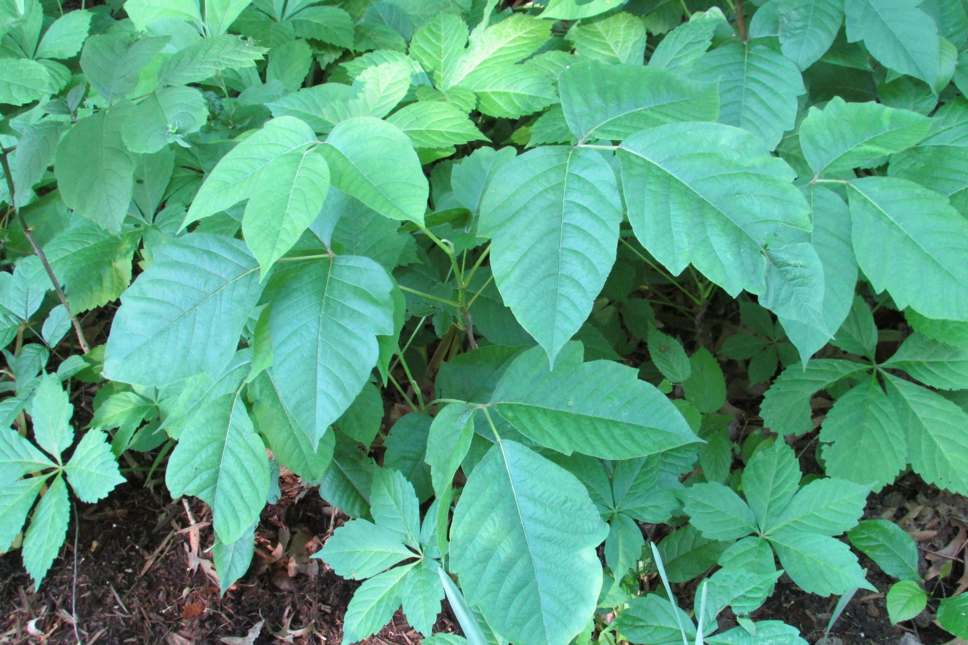 Poison Ivy
