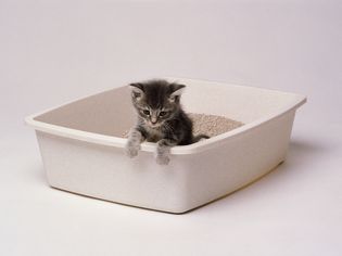 白色背景的猫砂盒里的灰色虎斑猫
