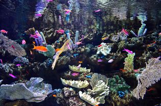 活的岩石和珊瑚鱼水族馆