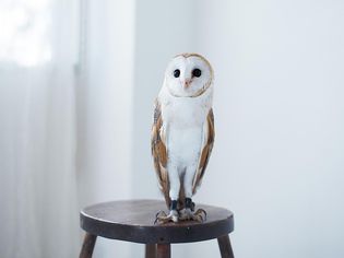 猫头鹰栖息在凳子上