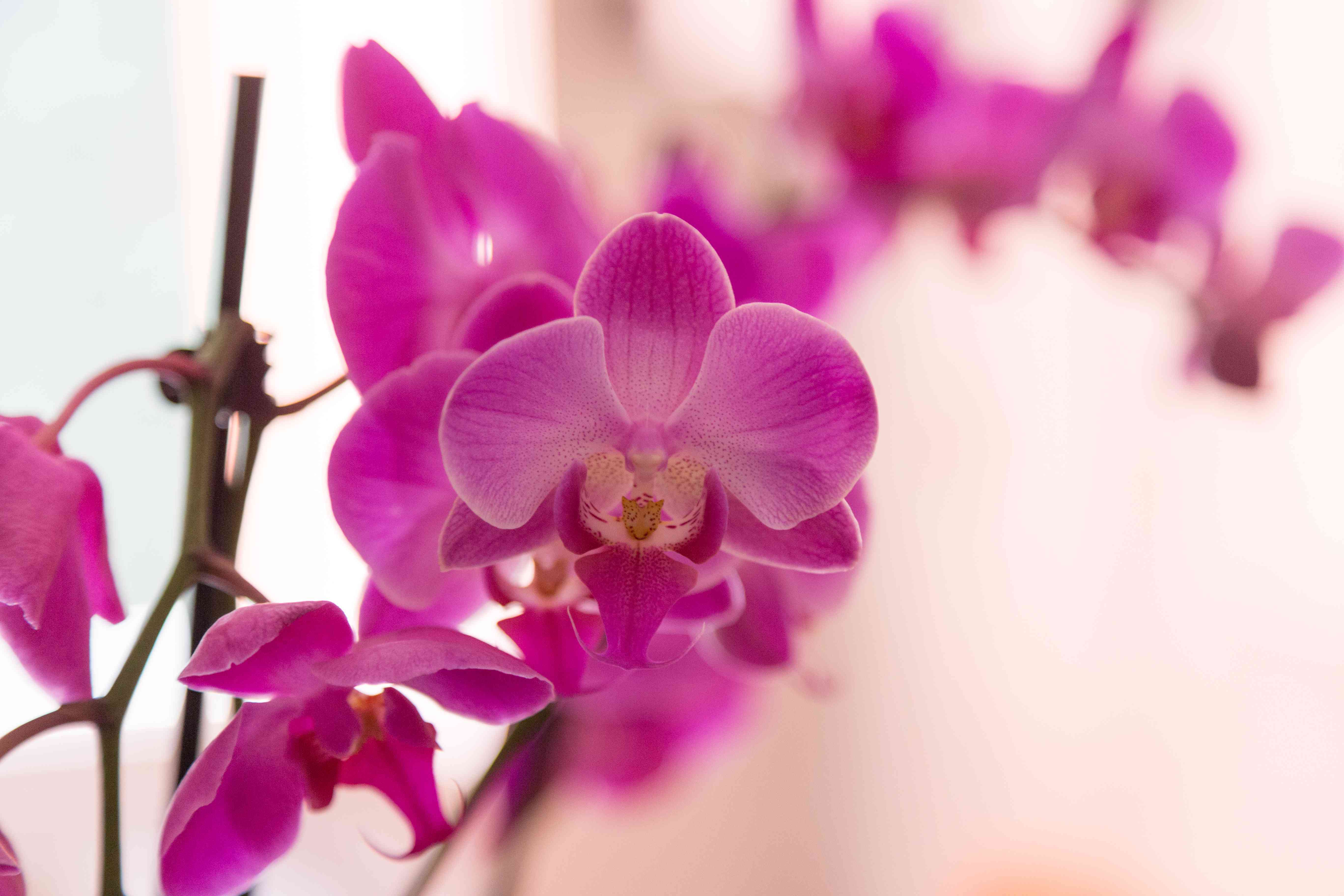紫色兰花，紫罗兰兰花。兰花是花中之王