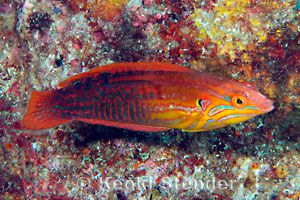 雌性优雅濑鱼(Coris venusta)
