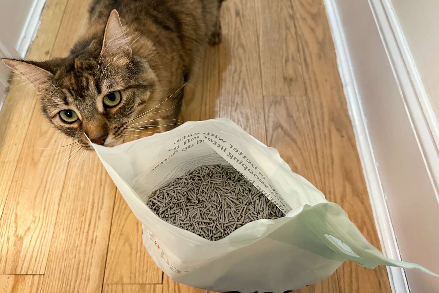 Cat sniffing an open bag of Tuft and Paw Really Great Cat Litter