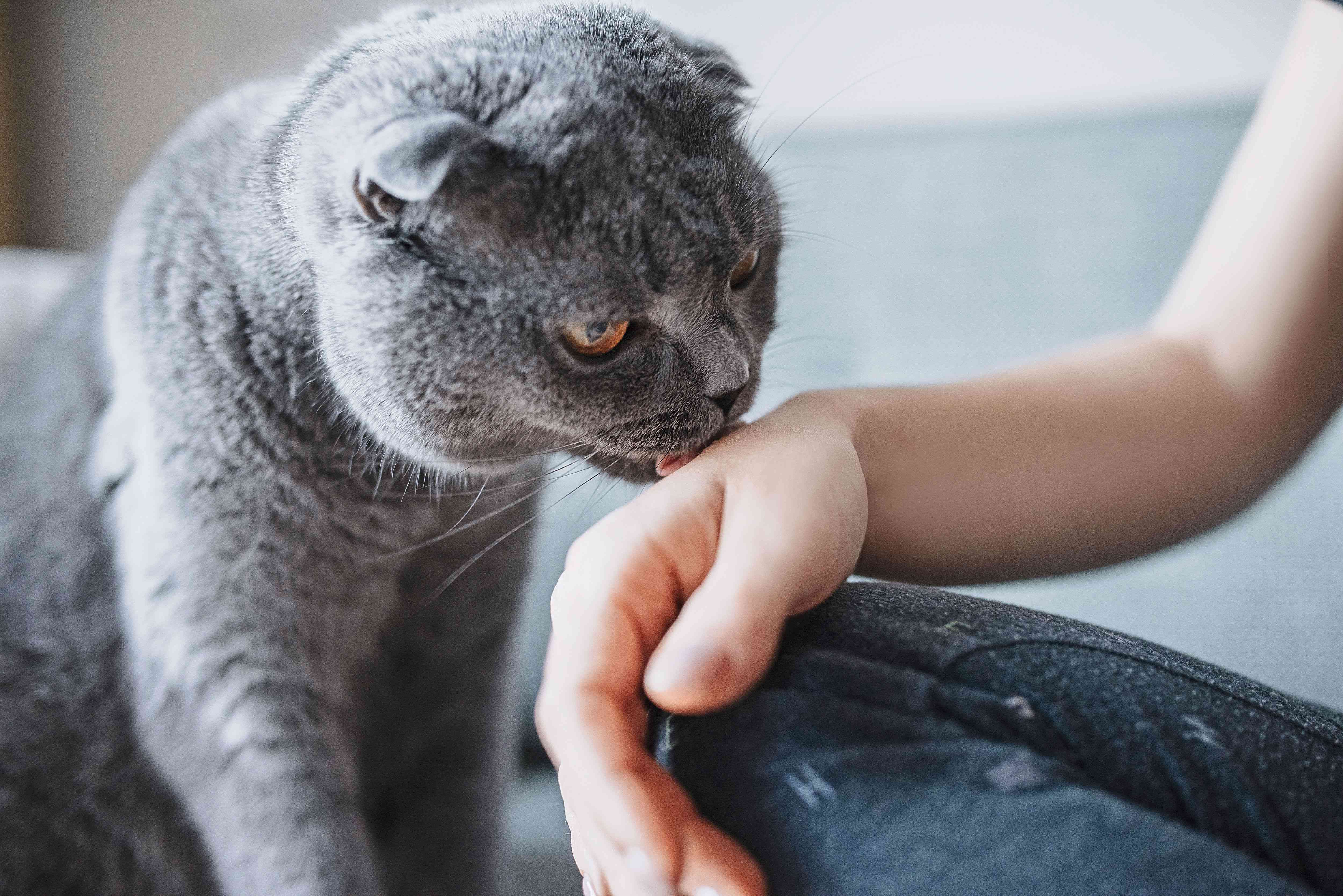 一只猫在舔主人的手