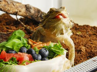 中央大胡子龙(Pogona vitticeps)吃水果