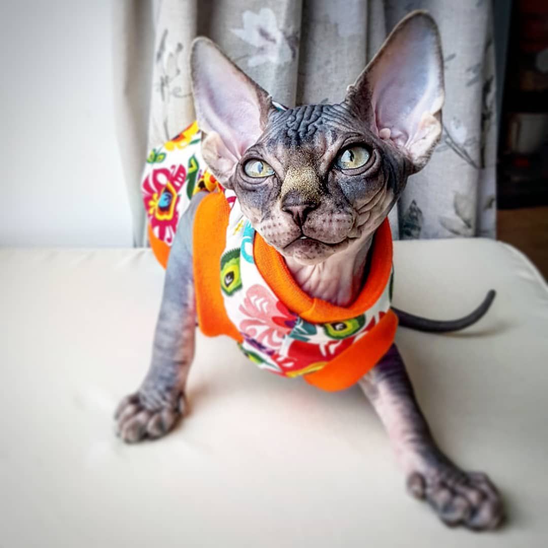 Sphynx猫在上面