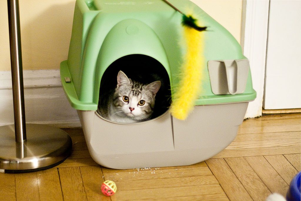 猫在砂盆里