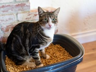 棕色和白猫坐在棕色猫窝上