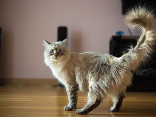布娃娃猫卡斯珀的照片