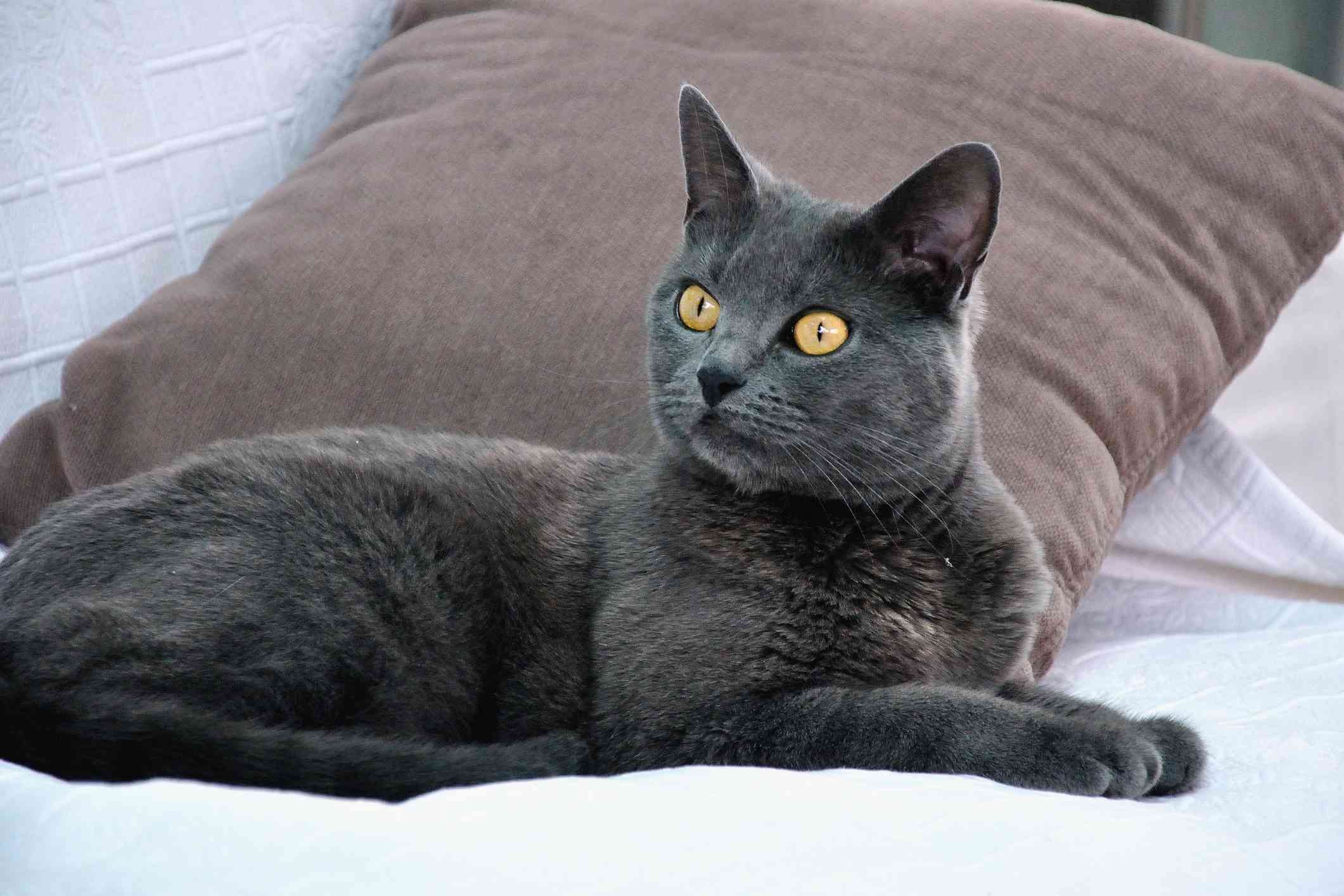Chartreux猫躺在枕头旁边，表情警惕
