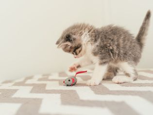 小猫在玩小老鼠玩具