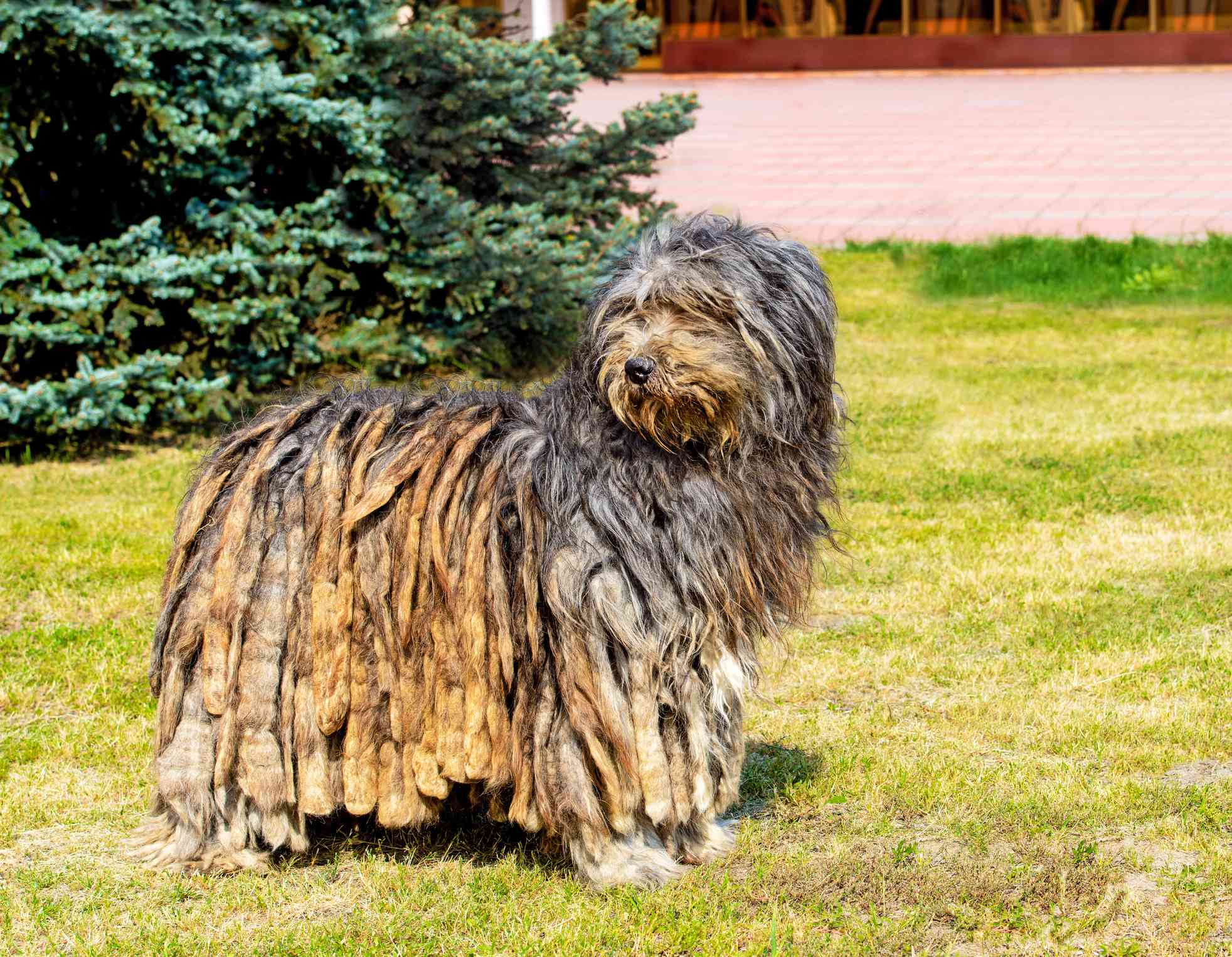 贝加玛斯科牧羊犬站在草坪上