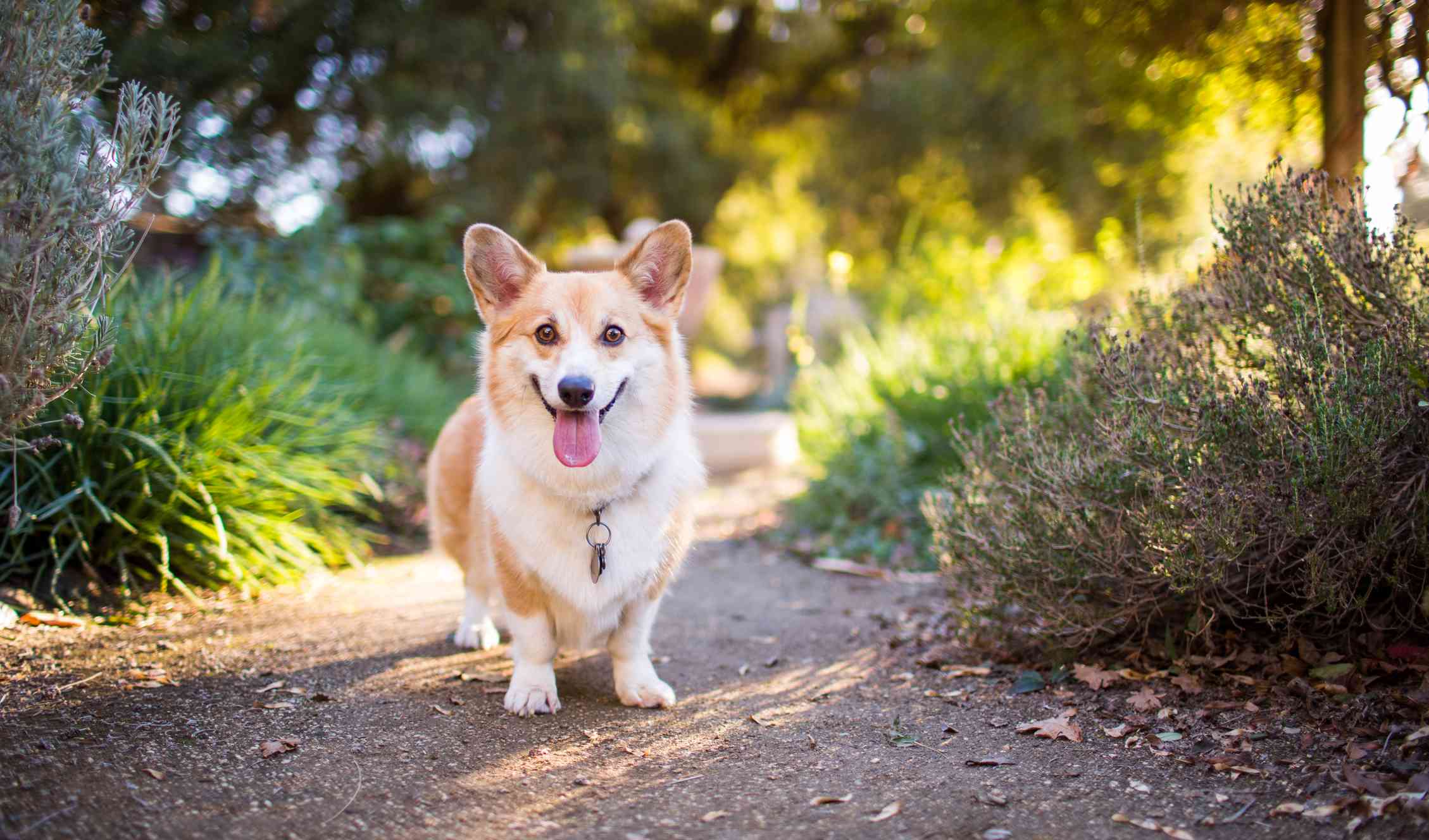 微笑的威尔士科基犬