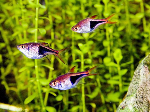 Harlequin Rasbora - Trigonostigma heteromorpha