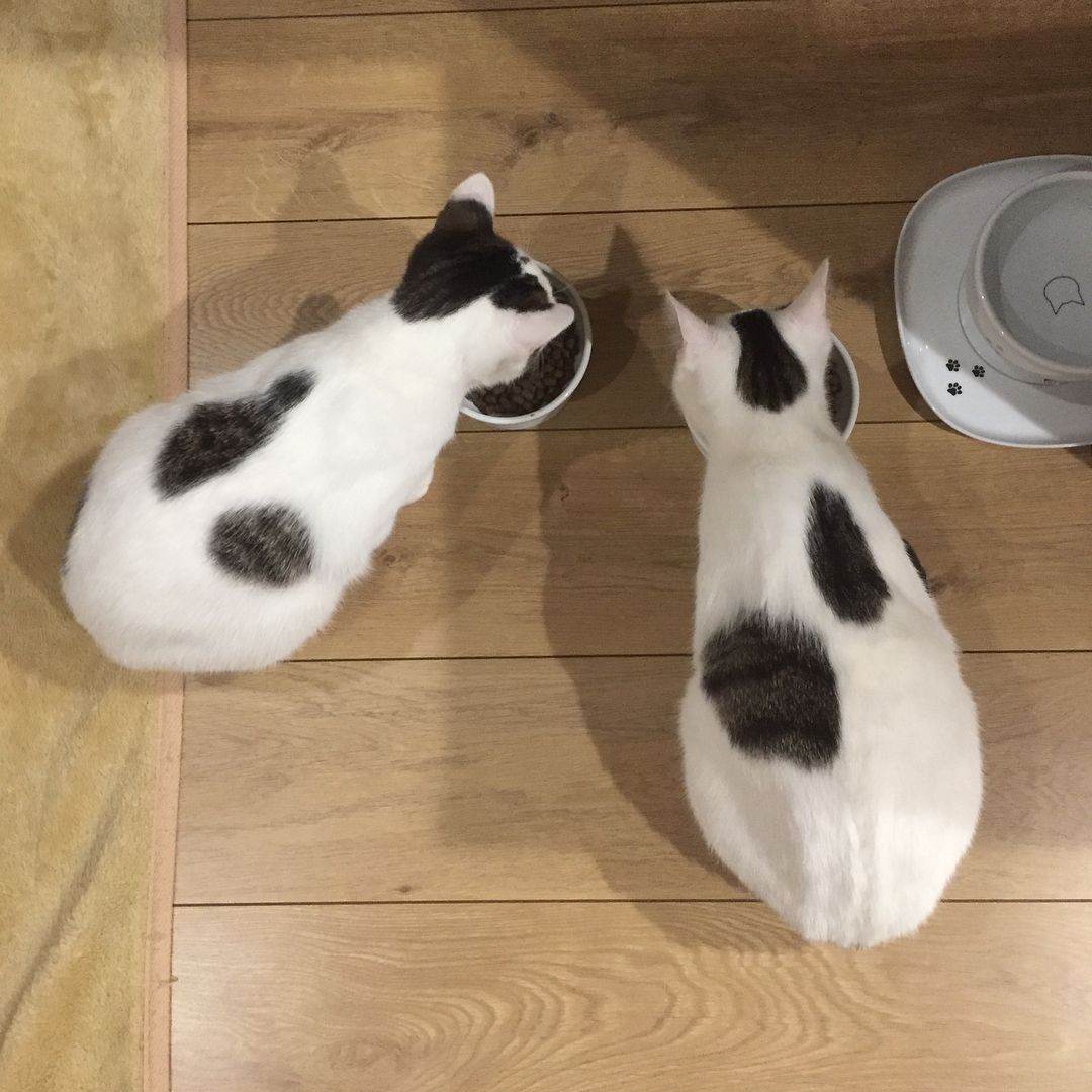 两只黑白相间的小猫在吃东西
