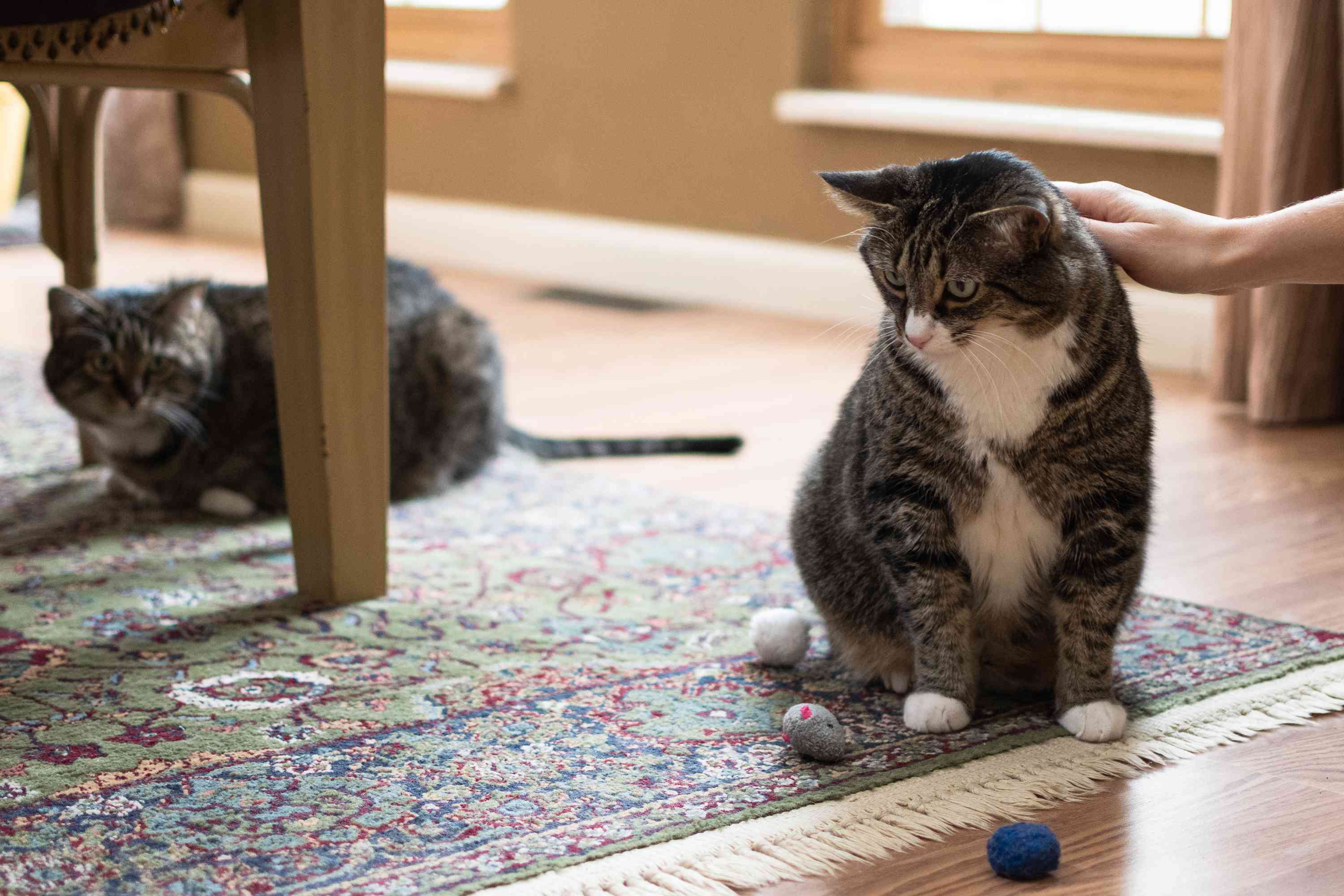 猫在猫面前看到了其他的猫