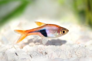 波鱼heteromorpha