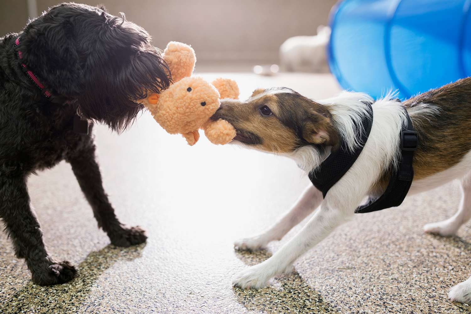 Dogs playing tug-of-war with stuffed animal