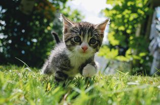 球场上的猫的肖像