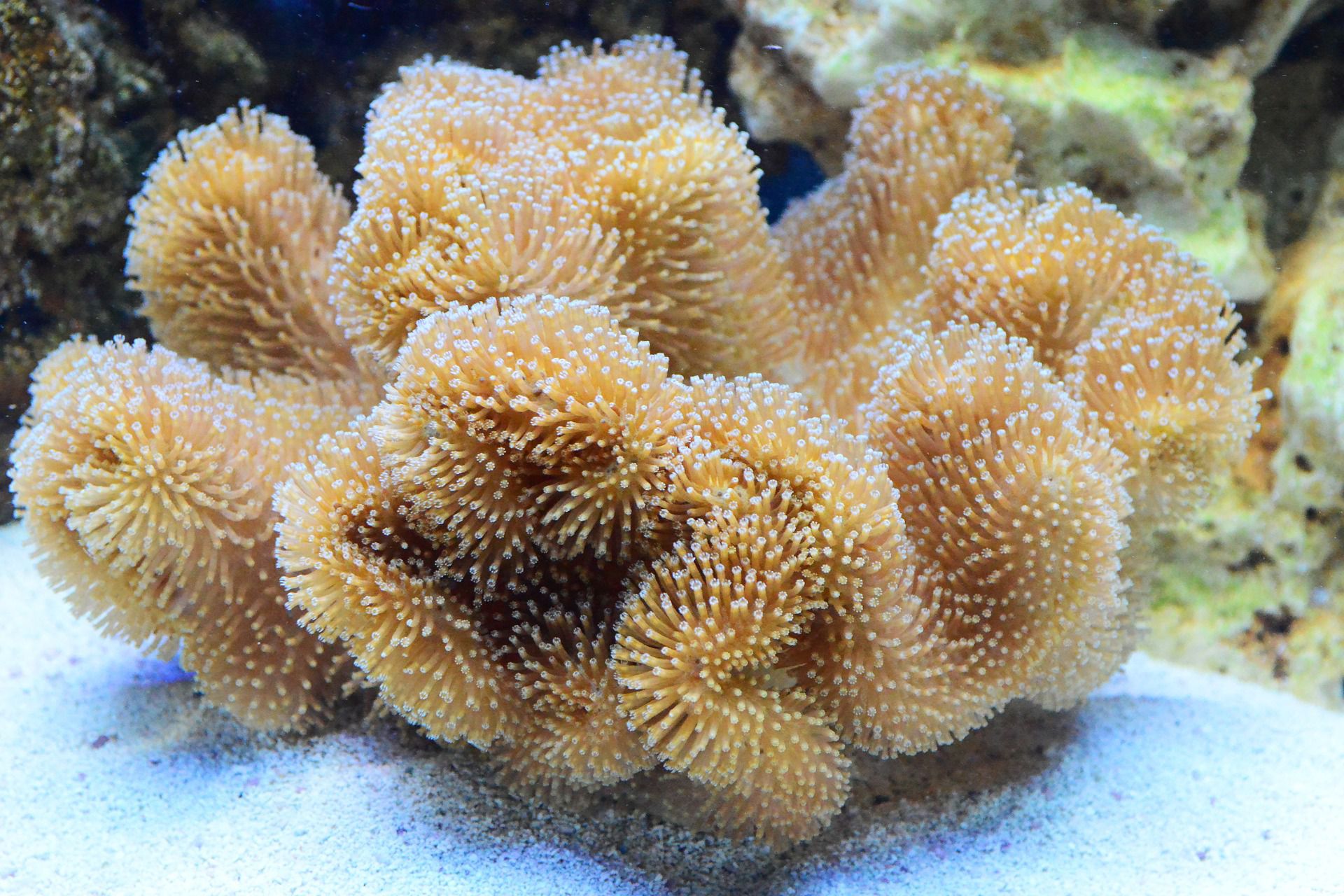 Coral