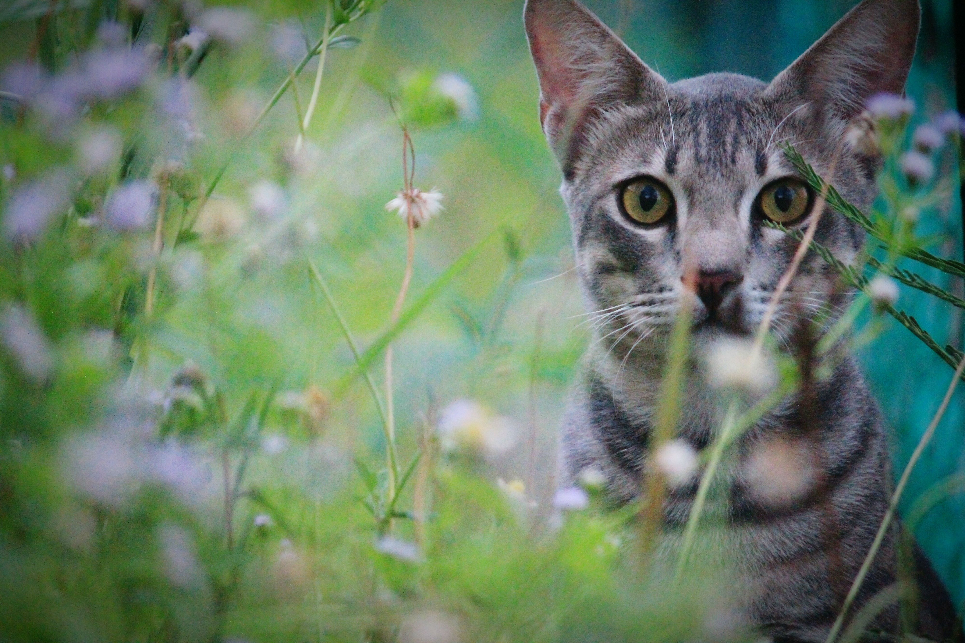 家猫在外面的植物中。