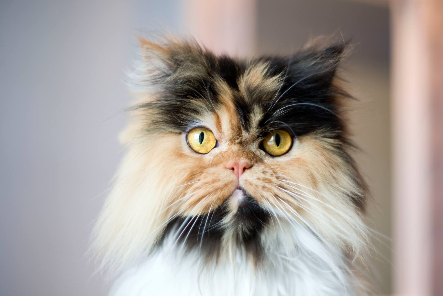 波斯印花布猫