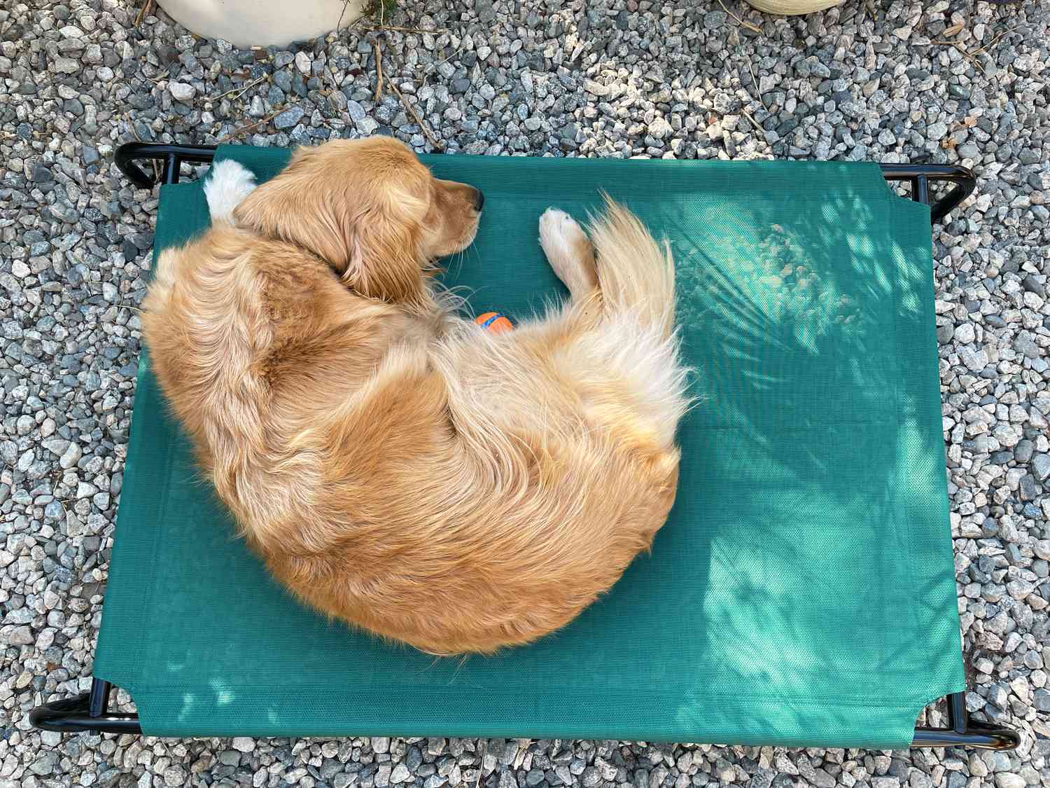 亚马逊基础冷却Elevated Pet Bed