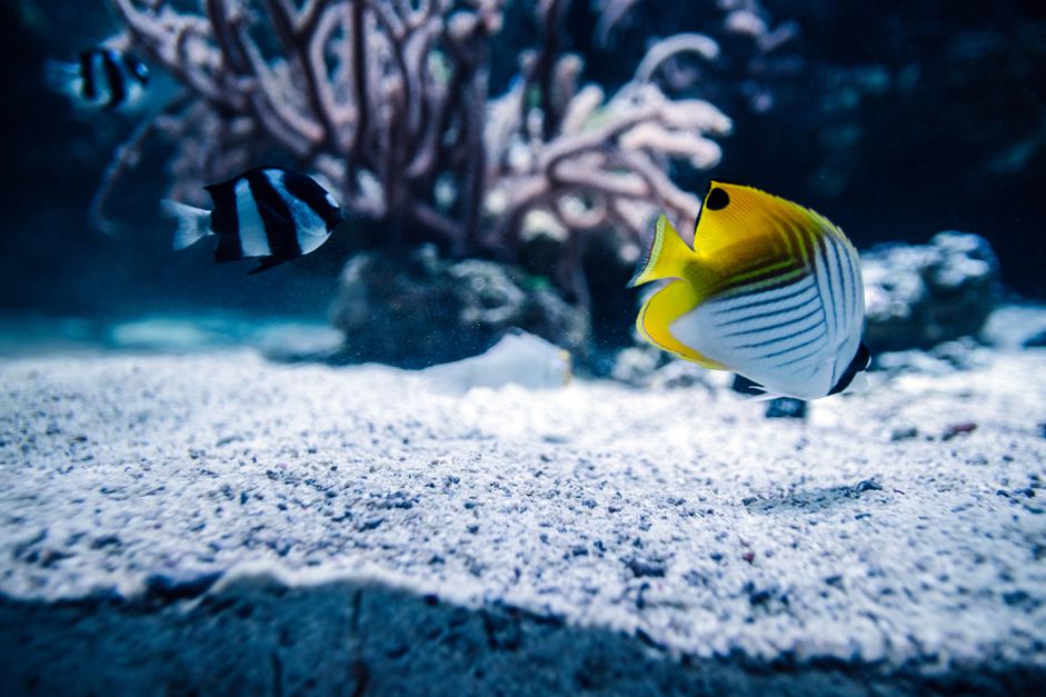 鱼在水族馆里游泳的特写