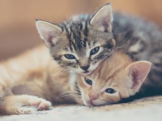 两只小猫拥抱
