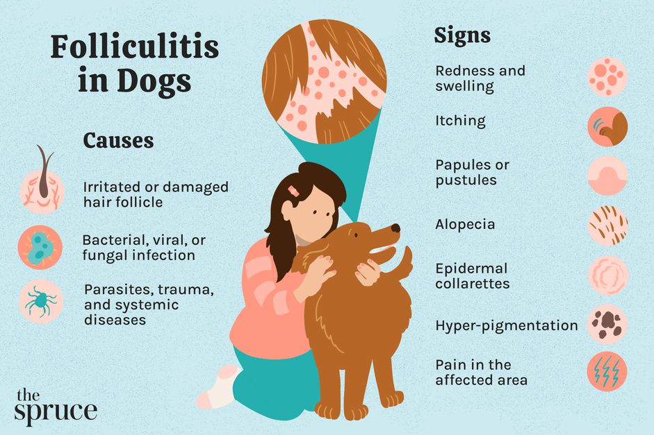图示犬毛囊炎的病因和体征