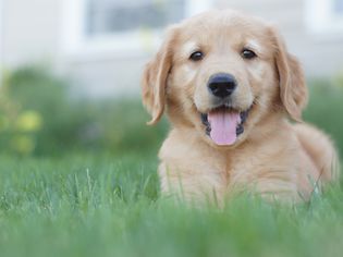 草地上的金毛猎犬幼犬画像