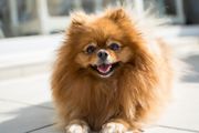 小型波美拉尼亚犬