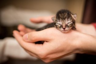 新生小猫