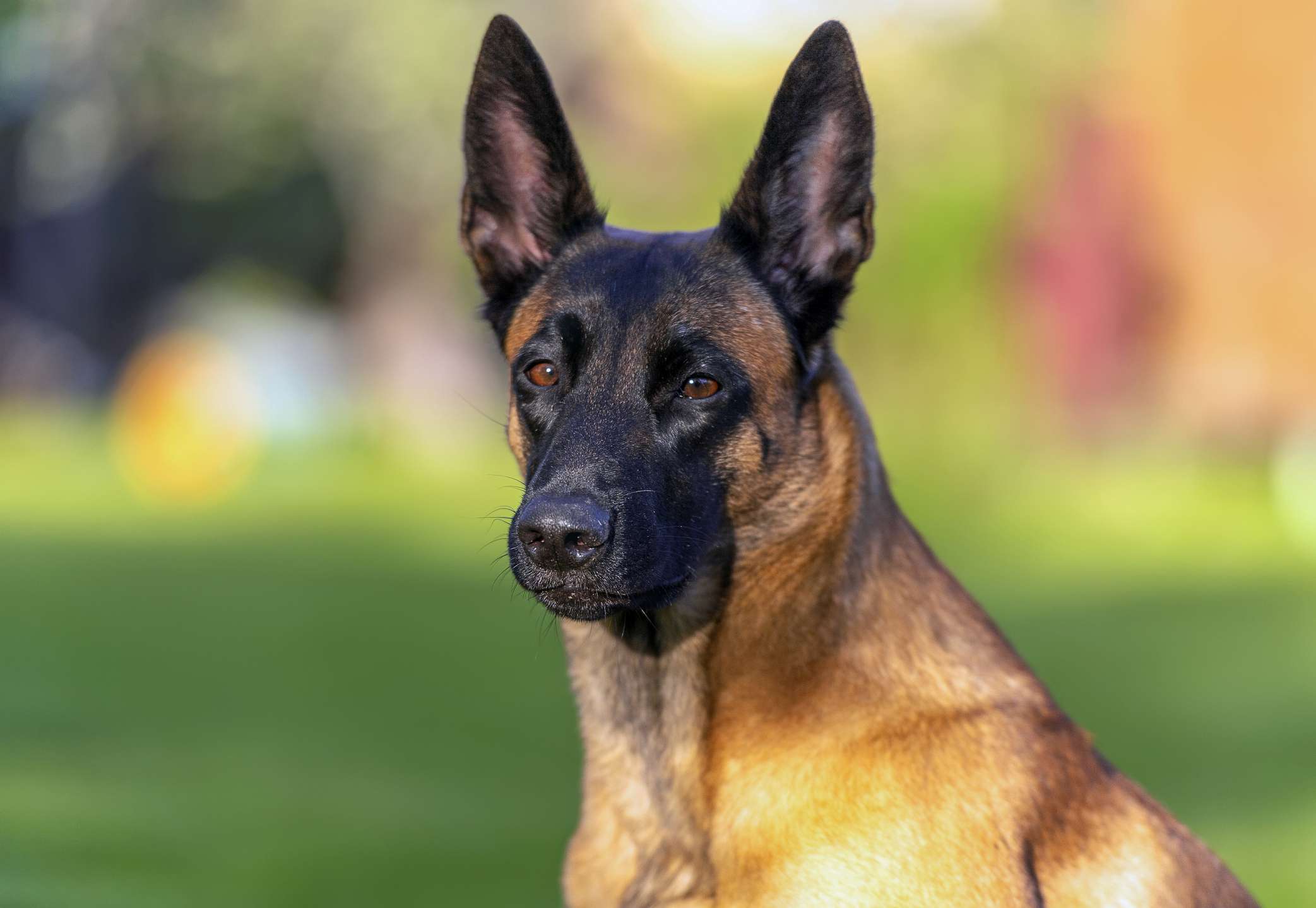 马里努阿犬