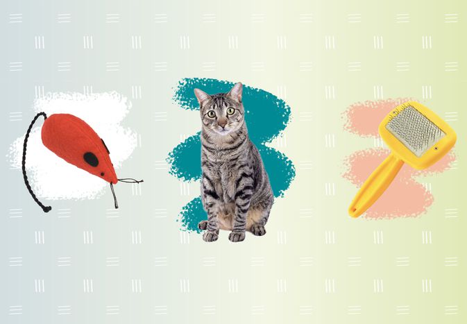 合成的猫玩具，猫和钢丝刷在渐变背景