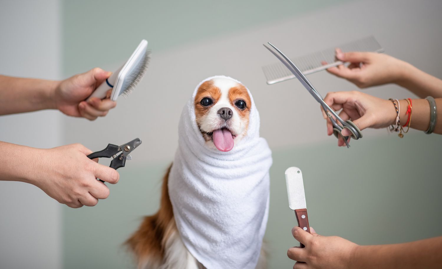 Dog Grooming
