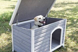 Petsfit Dog House, Dog House Outdoor