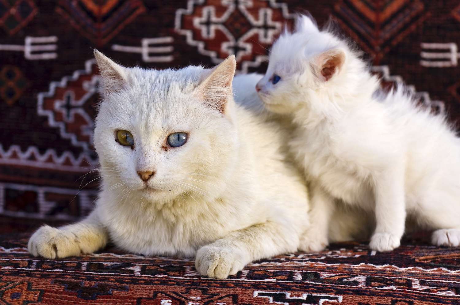 土耳其猫和猫