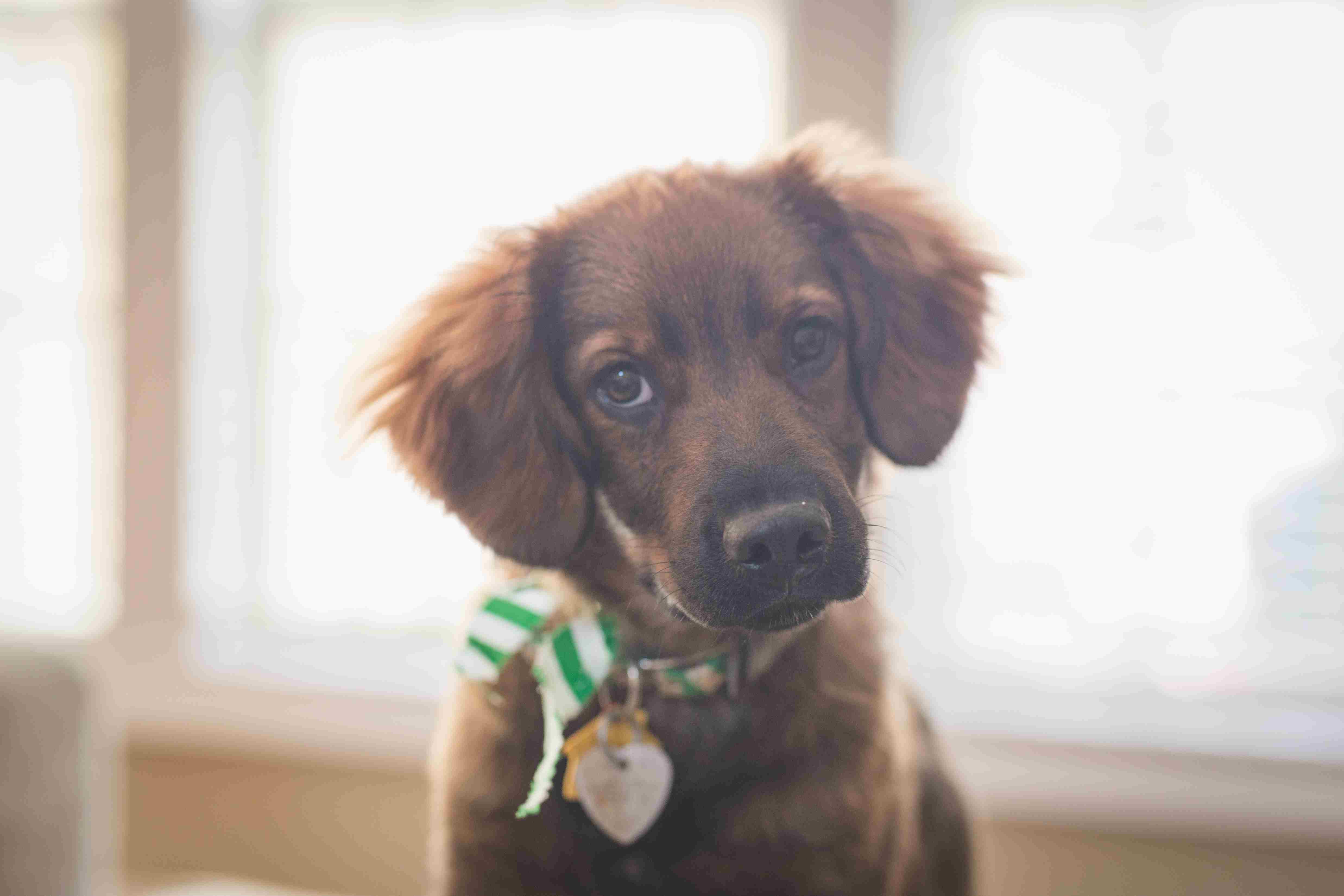 幼犬训练