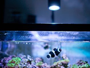 海洋水族馆里的黑白小丑鱼