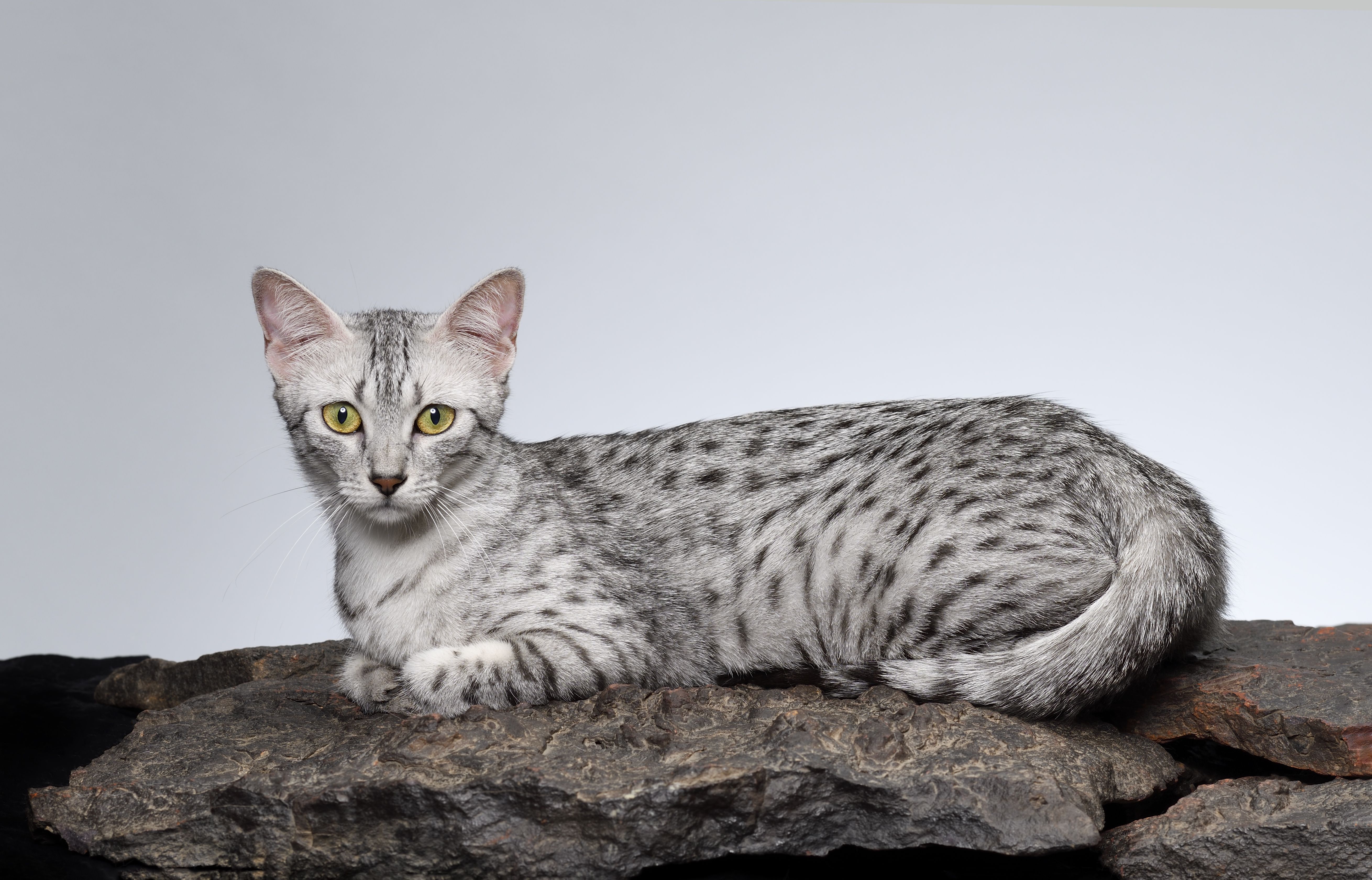 Egyptian mau cat