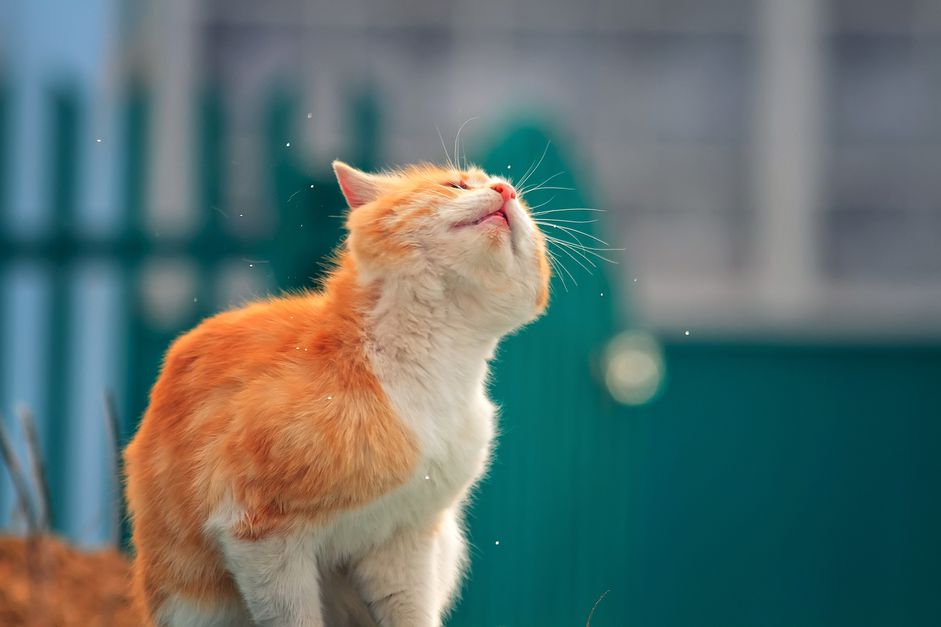 猫摇着头
