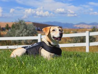 九年制义务警犬