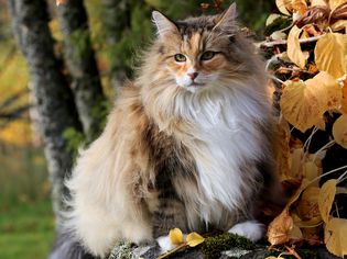 一只挪威森林猫在户外的树上栖息