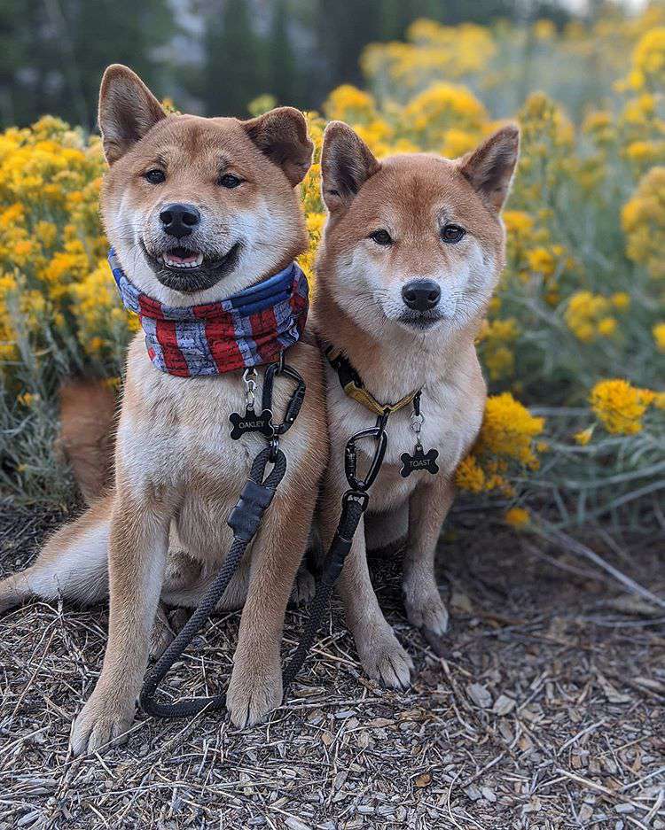 两只柴犬坐在黄花前看相机。