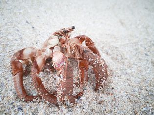 hermit crab without shell