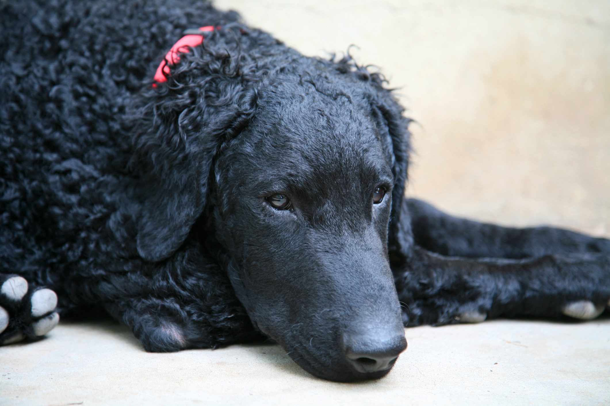 黑色卷毛寻回犬
