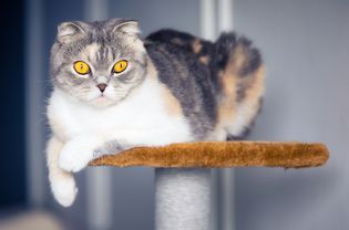 一只猫坐在猫树上，看着摄像机。