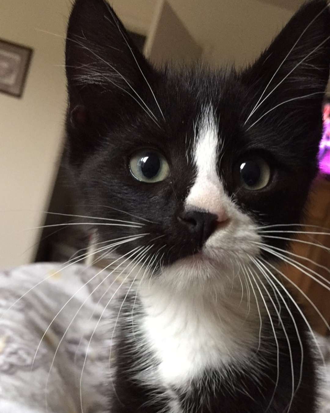 一只穿燕尾服的小猫看着镜头的特写